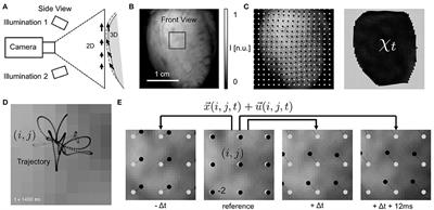 Marker-Free Tracking for Motion Artifact Compensation and Deformation Measurements in Optical Mapping Videos of Contracting Hearts